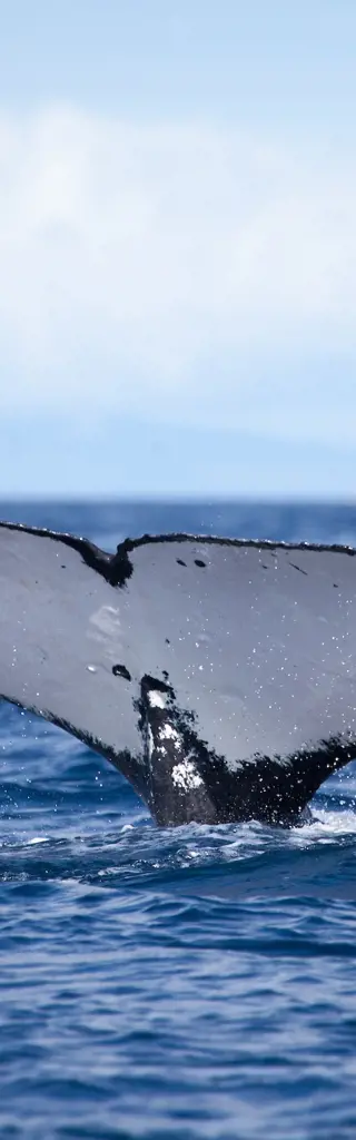 Baja California, Mexiko - Schiffreise durch die Heimat der Wale